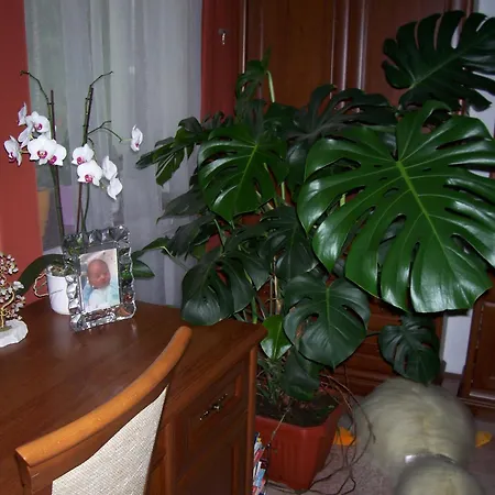 Pensionat Julia Vendeghaz