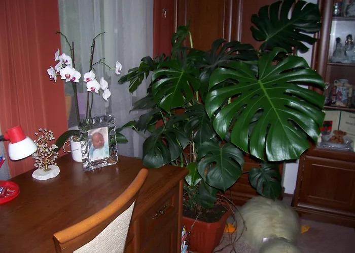 ゲストハウス Julia Vendeghaz